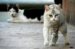 Villasimius, la tassa di soggiorno servirà a sterilizzare i gatti randagi