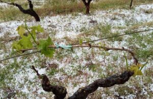 Grandinata Mandas-Gesico, Coldiretti: “Oltre 50% delle vigne danneggiate”