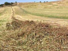 L’invasione di cavallette mette in ginocchio 22 comuni sardi