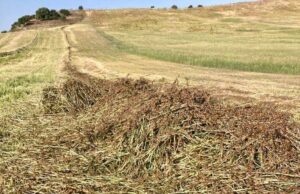 Invasione cavallette, il sindaco di Ottana: “Subito disinfestazioni”