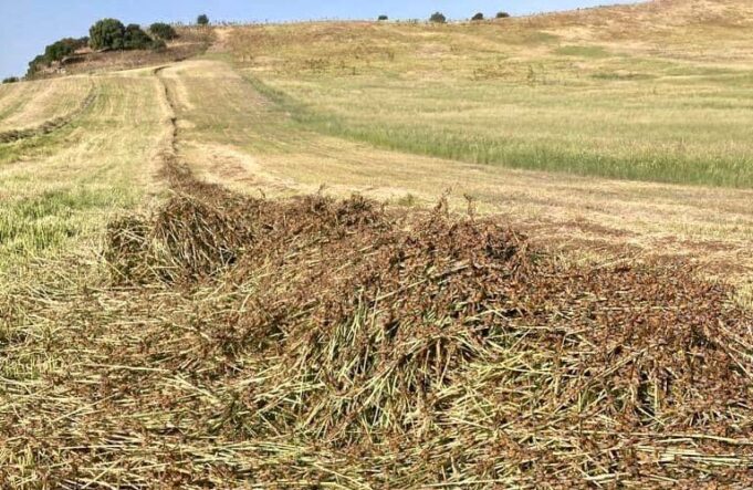 L’invasione di cavallette mette in ginocchio 22 comuni sardi