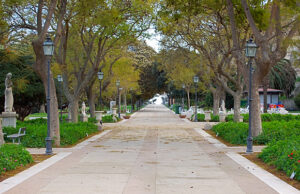 Gli alberi monumentali della Sardegna sono 400: è record | Ecco dove sono