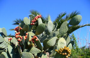 La benzina costa troppo? Adesso si può produrre con i fichi d’India
