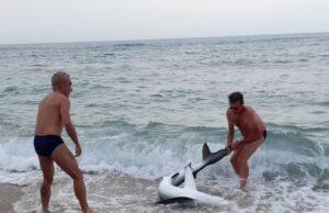 Squaletto spiaggiato a Fontanamare | Animalisti del web all’attacco