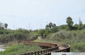 Terramaini: arrivano i primi tre pulcini di Cavaliere d’Italia