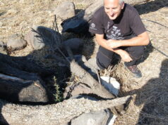 Montiferru, l’oleastro millenario è vivo e vegeto