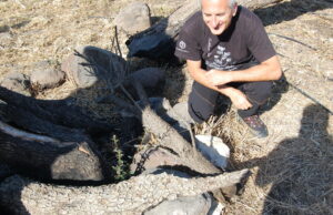 Montiferru, l’oleastro millenario è vivo e vegeto