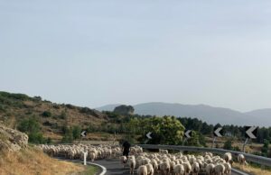 Da Laconi a Desulo: le suggestioni della transumanza in Sardegna | Foto
