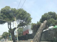 Viale San Bartolomeo: un grosso albero si abbatte sul marciapiede