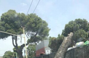 Viale San Bartolomeo: un grosso albero si abbatte sul marciapiede