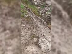 Il video | Milioni di cavallette infestano le campagne della Sardegna