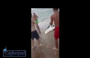 Fontanamare, squalo trasportato a riva dalla corrente