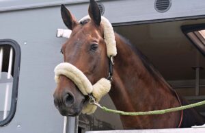 No trasporto animali via mare, Coldiretti: “A rischio lavoro dei nostri allevatori”