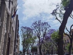 Nelle jacarande del Largo due tortore hanno trovato casa | Le foto