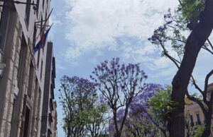 Nelle jacarande del Largo due tortore hanno trovato casa | Le foto