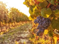 Decanter World Wine Awards, il miglior vino è sardo