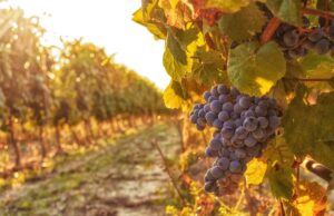 Enoturismo, approvate le regole: procedure snelle per avvio attività