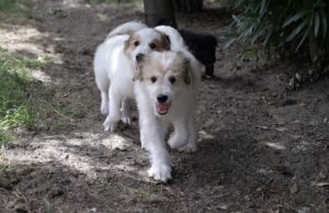 Canile comunale di Cagliari: al via la campagna delle adozioni