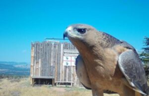 Bandideddu, una delle ultime aquile del Bonelli rilasciate in Sardegna