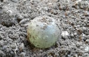 Buddusò, le perline nuragiche svelano il traffico di “beni di lusso” nell’Isola