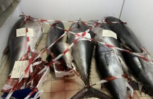 Sant’Antioco, la Guardia Costiera sequestra 1230 chili di Tonno Rosso