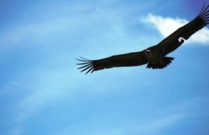 Capo Caccia, cresce la colonia di grifoni: dal 1998 mai numeri così alti