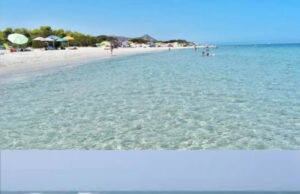 Orosei: trovati due delfini sfilettati per estrarre il “mosciame”