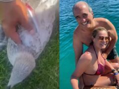 Gabbiano con amo da pesca sotto l’ala, lo salva Simona Ventura