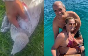 Gabbiano con amo da pesca sotto l’ala, lo salva Simona Ventura