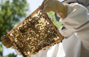 Sostegno, una Dop Miele sardo per salvare la nostra apicoltura