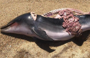 Trovate due carcasse di delfino in spiaggia: è la seconda volta in due mesi