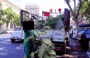 Largo Carlo Felice: “La potatura estiva delle jacarande è una follia”