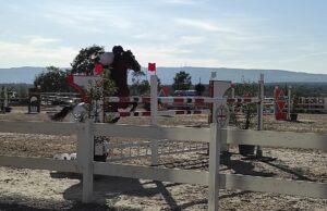 Tanca Regia, cavallo muore d’infarto subito dopo l’ultimo ostacolo