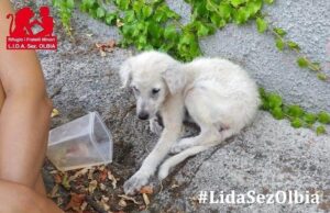 Abbandonata a Olbia, salvata dalla Lida