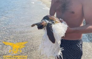 Caretta caretta in un sacco di plastica, la salva un turista