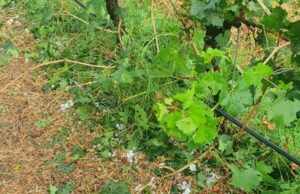 Grandine e trombe d’aria, Ferragosto da dimenticare per gli agricoltori sardi