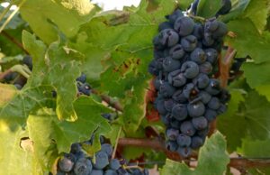 Maltempo, Confagricoltura Sardegna: “Crisi climatica va affrontata subito”