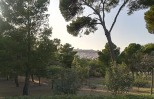 Monte Urpinu si rifà la “cresta”: in arrivo 6400 nuove piante