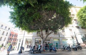 Potatura d’urgenza di un Ficus in Piazza Yenne: era a rischio caduta