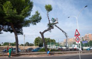 Messa in sicurezza di un pino: era a rischio caduta tra strade trafficate