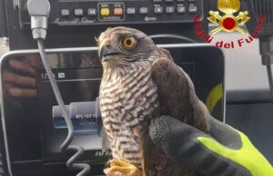 Un astore entra in un negozio a Tortolì | Intervengono i Vigili del fuoco