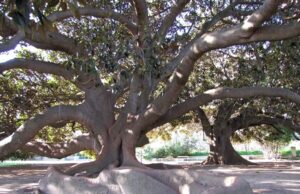 La Sardegna detiene il 10% di alberi monumentali d’Italia