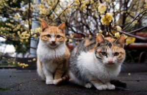Sant’Elia, avvelenati i gatti della colonia felina
