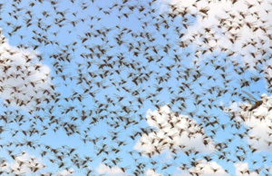 Libellule, farfalle e mosche | In arrivo milioni di insetti migratori in Europa