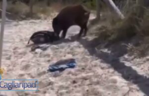 Cinghiale sotto l’ombrellone, il video è virale