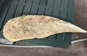 In partenza con pinna nobilis di un metro, fermati due turisti