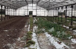 Maltempo, Coldiretti: “Serre distrutte, prepararsi a cambiamento climatico”