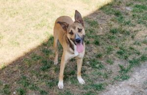 Al canile comunale di Cagliari aumentano le adozioni