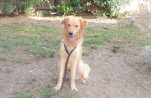 Canile Comunale: il meticcio Homer protagonista della campagna adozioni