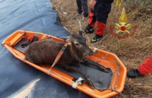 Rischia di annegare, cervo salvato dai Vigili del Fuoco a Castiadas